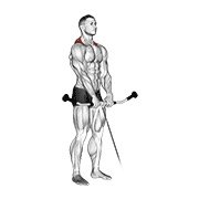 Cable Shrug