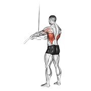Cable Straight Arm Pulldown