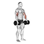 Dumbbell Biceps Curl Reverse