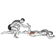 Assisted Prone Hamstring exercise animation