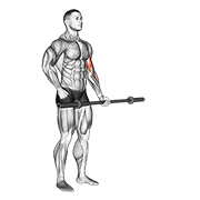 Barbell Alternate Biceps Curl form demonstration - targeted for Biceps Upper Arms workouts