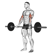 barbell curl form demonstration