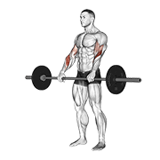 Barbell Reverse Curl form demonstration - targeted for Biceps Upper Arms workouts