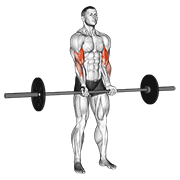 Barbell Standing Close Grip Curl exercise animation
