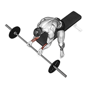 Barbell Wrist Curl exercise animation