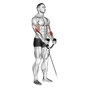 Cable Hammer Curl (with Rope) exercise animation