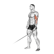 Cable One Arm Curl form demonstration - targeted for Biceps Upper Arms workouts