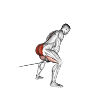 Cable Pull Through (with Rope) exercise animation