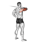 Cable Rear Drive exercise animation