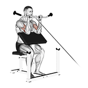 Cable Reverse Preacher Curl form demonstration - targeted for Biceps Upper Arms workouts