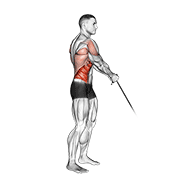 Cable Standing Lift form demonstration - targeted for Abs Waist workouts