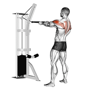 Cable Standing Rear Delt Row (with Rope) form demonstration - targeted for Delts Shoulders workouts