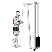 Cable Triceps Pushdown (v-Bar) exercise animation