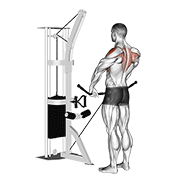 Cable Upright Row form demonstration - targeted for Delts Shoulders workouts