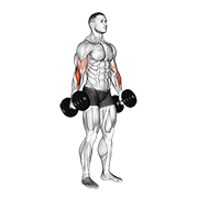 Dumbbell Hammer Curl V. 2 exercise animation