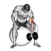 Dumbbell One Arm Concentration Curl (on Stability Ball) form demonstration - targeted for Biceps Upper Arms workouts