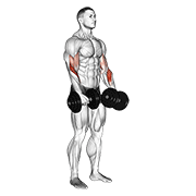 Dumbbell Revers Grip Biceps Curl exercise animation