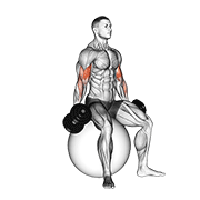 Dumbbell Seated Biceps Curl (on Stability Ball) form demonstration - targeted for Biceps Upper Arms workouts