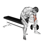 Dumbbell Seated Revers Grip Concentration Curl form demonstration - targeted for Biceps Upper Arms workouts
