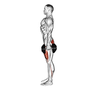 Dumbbell Squat exercise animation