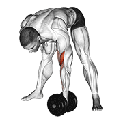 Dumbbell Standing Concentration Curl exercise animation