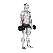 Dumbbell Standing Reverse Curl form demonstration - targeted for Biceps Upper Arms workouts