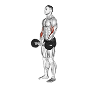 Olympic Barbell Hammer Curl exercise animation