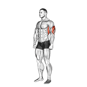 Overhead Triceps Stretch exercise animation