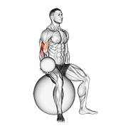 Weighted Seated Bicep Curl (on Stability Ball) form demonstration - targeted for Biceps Upper Arms workouts