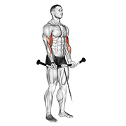 Cable Curl exercise animation