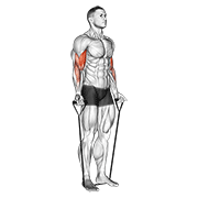 Band Alternating Biceps Curl exercise animation