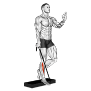 Band Single Leg Reverse Calf Raise exercise animation
