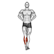 Ankle Circles exercise animation