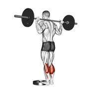 Barbell Standing Calf Raise exercise animation