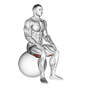 Exercise Ball Seated Hamstring Stretch form demonstration - targeted for Hamstrings Upper Legs workouts