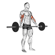 Barbell Standing Wide Grip Biceps Curl form demonstration - targeted for Biceps Upper Arms workouts