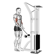 Cable Close Grip Curl form demonstration - targeted for Biceps Upper Arms workouts