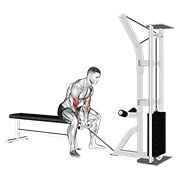 Cable Concentration Curl exercise animation
