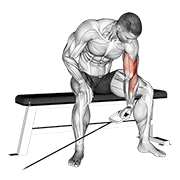 Cable Seated One Arm Concentration Curl exercise animation