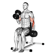 Dumbbell Alternate Seated Hammer Curl form demonstration - targeted for Biceps Upper Arms workouts