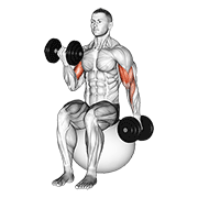 Dumbbell Alternating Seated Bicep Curl On Exercise Ball form demonstration - targeted for Biceps Upper Arms workouts