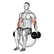 Dumbbell Hammer Curl On Exercise Ball form demonstration - targeted for Biceps Upper Arms workouts