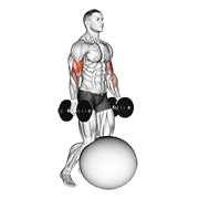 Dumbbell Kneeling Bicep Curl Exercise Ball form demonstration - targeted for Biceps Upper Arms workouts