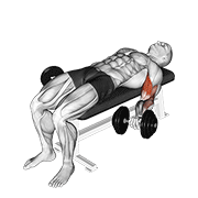 Dumbbell Lying Supine Biceps Curl exercise animation