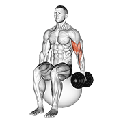 Dumbbell One Arm Seated Bicep Curl On Exercise Ball form demonstration - targeted for Biceps Upper Arms workouts