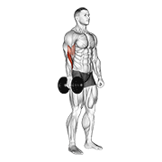Dumbbell One Arm Standing Hammer Curl form demonstration - targeted for Biceps Upper Arms workouts