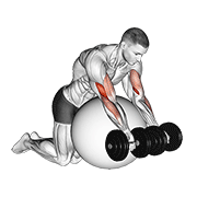 Dumbbell Preacher Curl Over Exercise Ball exercise animation