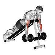 Dumbbell Prone Incline Hammer Curl exercise animation