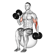 Dumbbell Seated Alternate Hammer Curl On Exercise Ball exercise animation