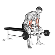 EZ Bar Seated Close Grip Concentration Curl form demonstration - targeted for Biceps Upper Arms workouts